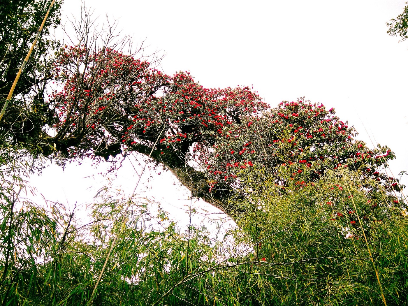 Rhododendron forest trail, West Sikkim