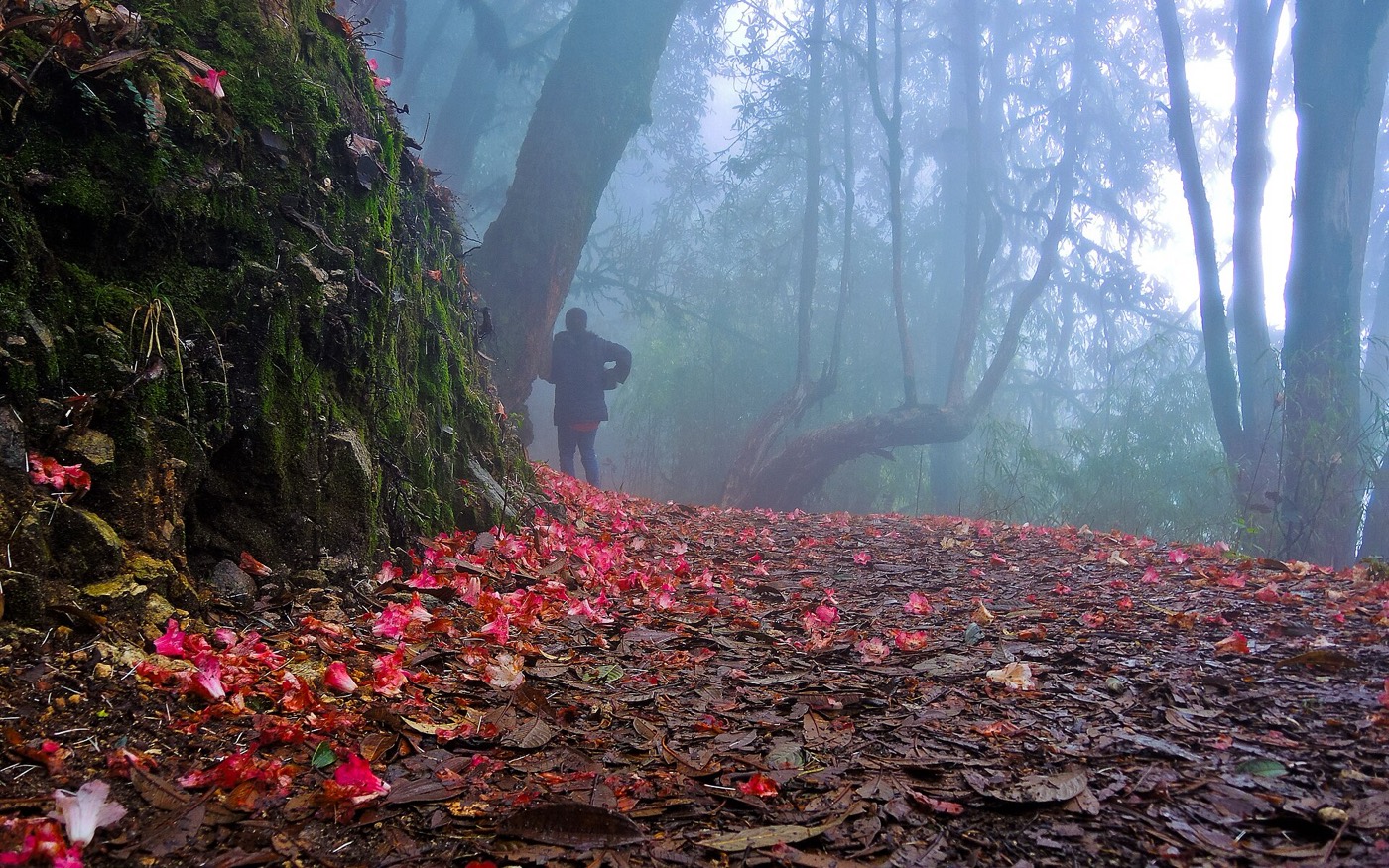 Rhododendrons in bloom near Pelling